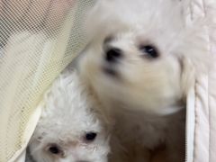 -瑞派康怡24h宠物医院·犬猫医疗中心·微创绝育(瑞景分院)