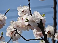 -重庆平顶山公园