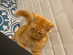 -Tempo Coffee(市二宮店)