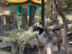 -广州长隆欢乐世界