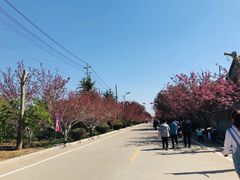 -莱阳濯村樱花园