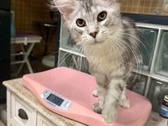 -70cat德文卷毛猫·缅因猫纯种猫舍