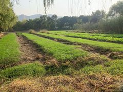 -长兴太湖图影湿地文化园