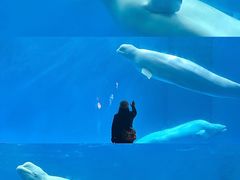 -海合安成都极地海洋公园