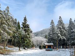 -武陵山森林公园