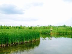 -溱湖国家湿地公园