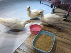 -Moni星球萌宠·小马宝莉·灵蛇·高端高阶全萌宠互动体验俱乐部(红豆国际广场店)