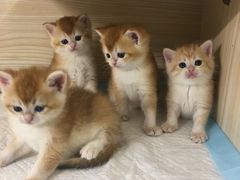 -十年猫舍·猫咪专门店(普陀店)