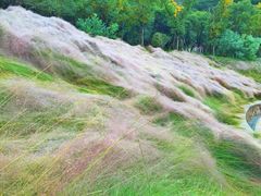 粉黛乱子-牛岗山公园