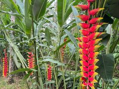 -中国科学院西双版纳热带植物园