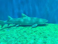 -华夏文旅海洋公园