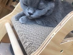 -飞行喵MR PILOT|猫舍·猫咖(静安大融城店)