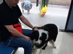-申普宠物医院·眼科·心内科·影像科(普陀分院)