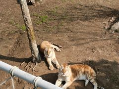 -西霞口神雕山野生动物世界