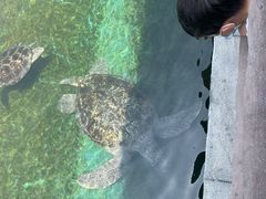 -广东惠东海龟国家级自然保护区