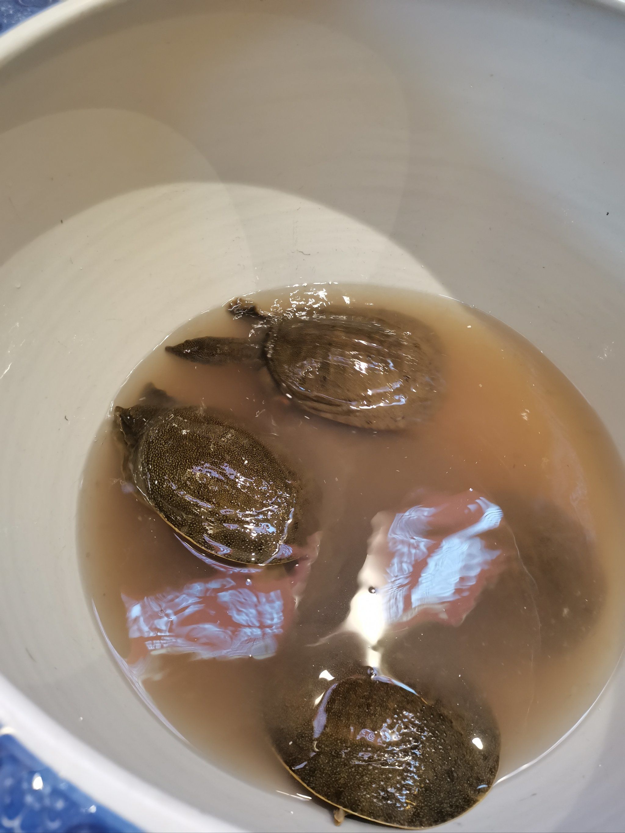 天冷了炫甲鱼去