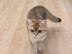 -有喵·猫咖·狗咖·30几只猫10只小狗(岗厦店)