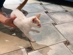 -萌兽医馆·宠物医院·猫骨科(创景店)