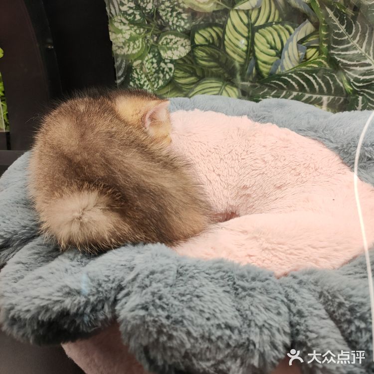 治愈小站💞萌化你的心『猫舍空间站』