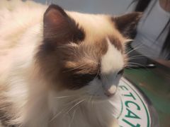 -喵喵咪呀布偶猫咖(春熙路店)