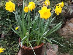 -金陵花卉交易市场