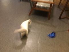 -猫色咖啡·猫咖