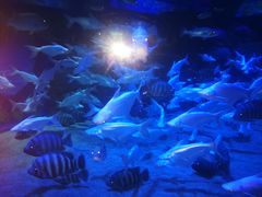 -成都浩海立方海洋公园