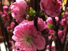 桃花-盒马鲜生(金桥国际广场店)