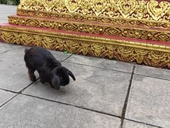 -西双版纳总佛寺