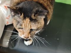 -爱侣·安琦尔宠物医院·中兽医针灸·心内科·狂犬免疫点(宝山区院)