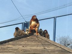 -大连森林动物园