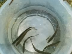 -尚贤河湿地