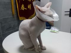 -美联众合宠物医院·爱萌分院·内外科·猫科中心