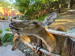 -大连森林动物园