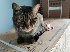 -宠爱国际动物医院· 猫科· 外科·中兽医(长白店)