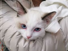 -北京观赏动物医院·24小时大型综合·猫专科·异宠专科