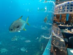 -瑞德姆美人鱼海底演艺主题餐厅(亚龙湾店)