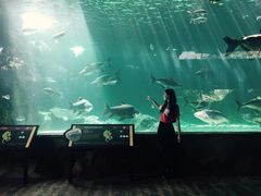 入门大鱼缸-河川生态园