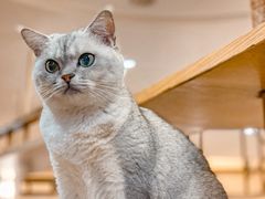 -滚猫咖啡·猫咖·猫友好撸猫(未来城店)