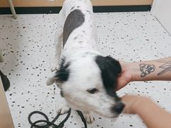 -瑞派康怡24h宠物医院·犬猫医疗中心·微创绝育(瑞景分院)