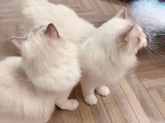 -酷豆宠物咖啡·宠物美食·撸猫馆