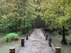 -桤木河湿地公园