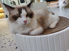 -喵喵咪呀布偶猫咖(春熙路店)