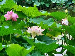 -陈家山荷花公园