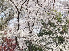 -红梅公园