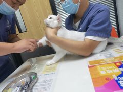 -伟伟宠物医院·CT影像中心·瑞派犬猫综合性门诊(汉口总院)