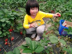 -小鱼草莓采摘园农家乐·小鱼餐厅