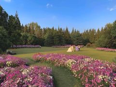 -上海滨江森林公园