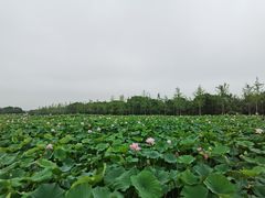 -嘉北郊野公园