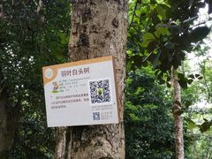 -南宁良凤江国家森林公园